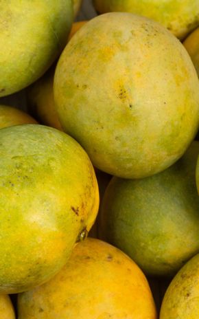 La Mangue BIO