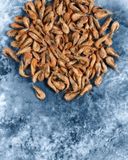 les-crevettes-grises-msc