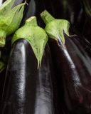 l-aubergine-noire-bio
