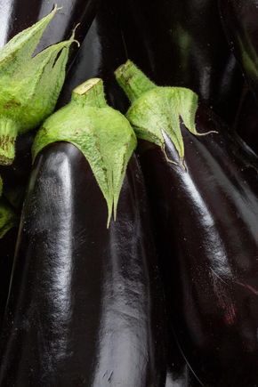 L'Aubergine noire BIO