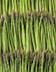 23193 ASPERGE VERTE .jpg