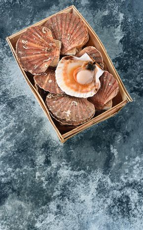 Les Coquilles St-Jacques entières coraillées de Normandie