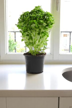 Le Basilic à petites feuilles en pot HVE