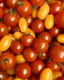 les-tomates-cerises-panaches-bio