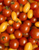 Tomate cerise panaché.jpg