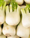le-fenouil-bio