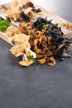 Les Champignons forestiers