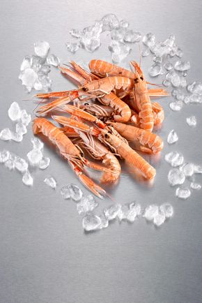 Les Langoustines cuites 20/30
