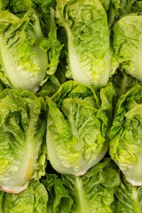 Les Têtes de salade sucrine BIO