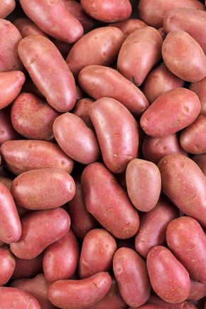 La Pomme de terre Rouge allouette BIO