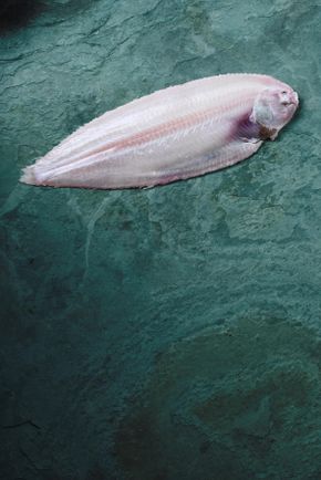 La Sole vidée pelée