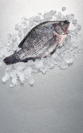 Le Tilapia argenté  entier