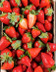 5673 Fraise en colis 1kg.jpg