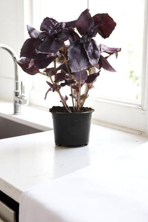 Le Basilic rouge en pot HVE
