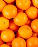 la-clementine-socculente