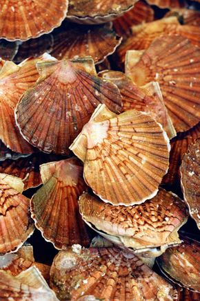 Les Coquilles St-Jacques entières coraillées de Normandie