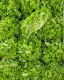 la-feuille-de-chene-verte